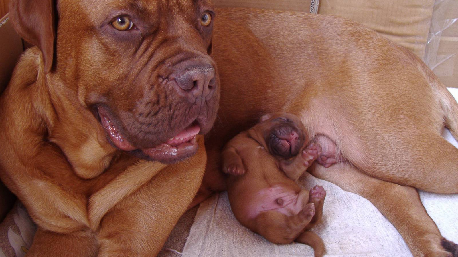 Бордоский дог и его щенок