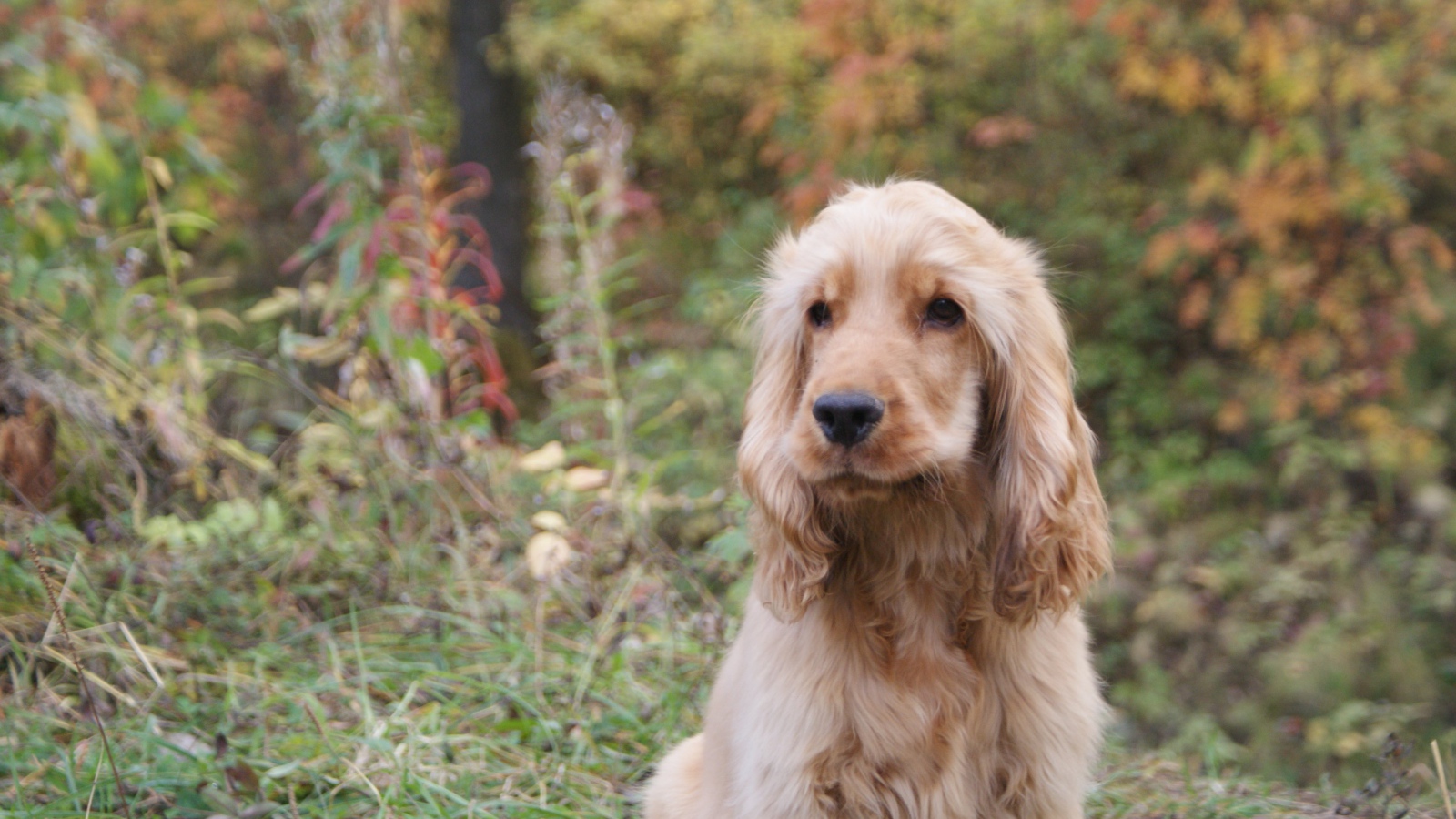 Английский кокер-спаниель в лесу