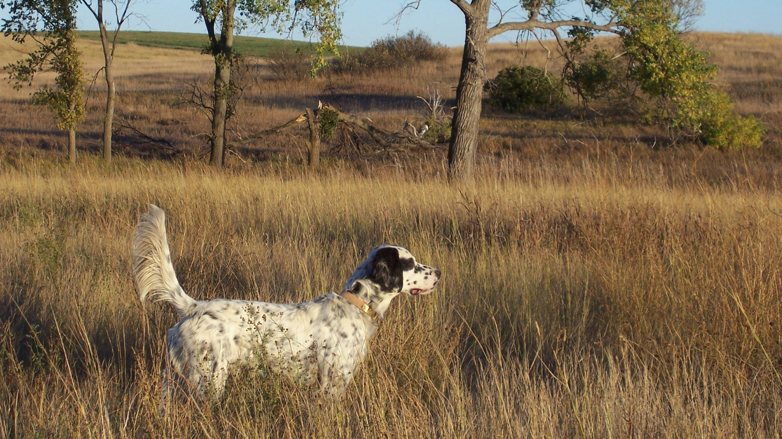 Английский сеттер в высохшей траве