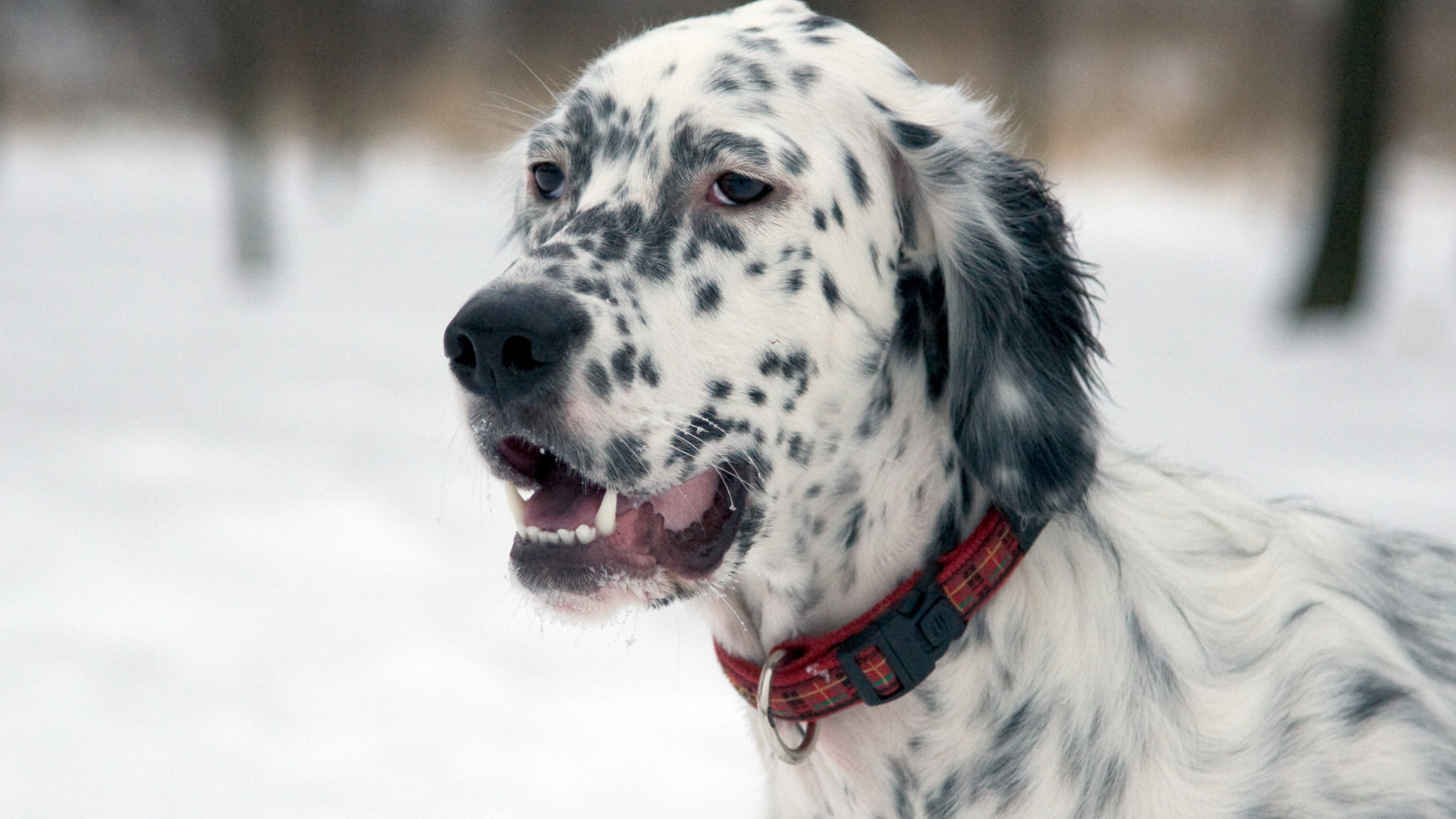 Английский сеттер на прогулке зимой