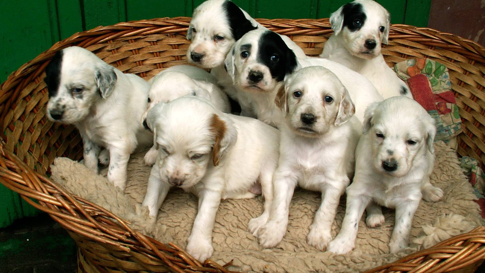 Щенки английского сеттера в корзине