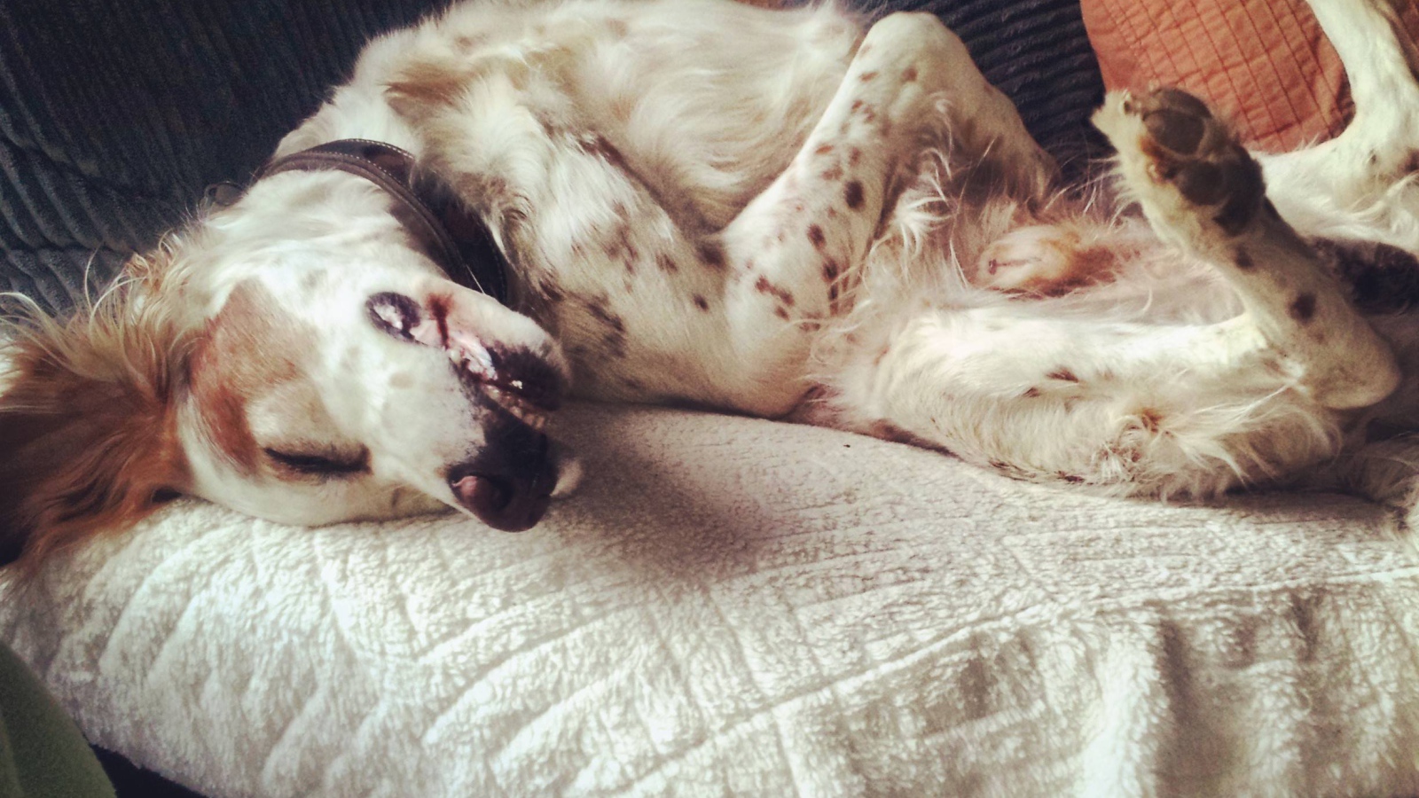 Английский сеттер развалился на диване