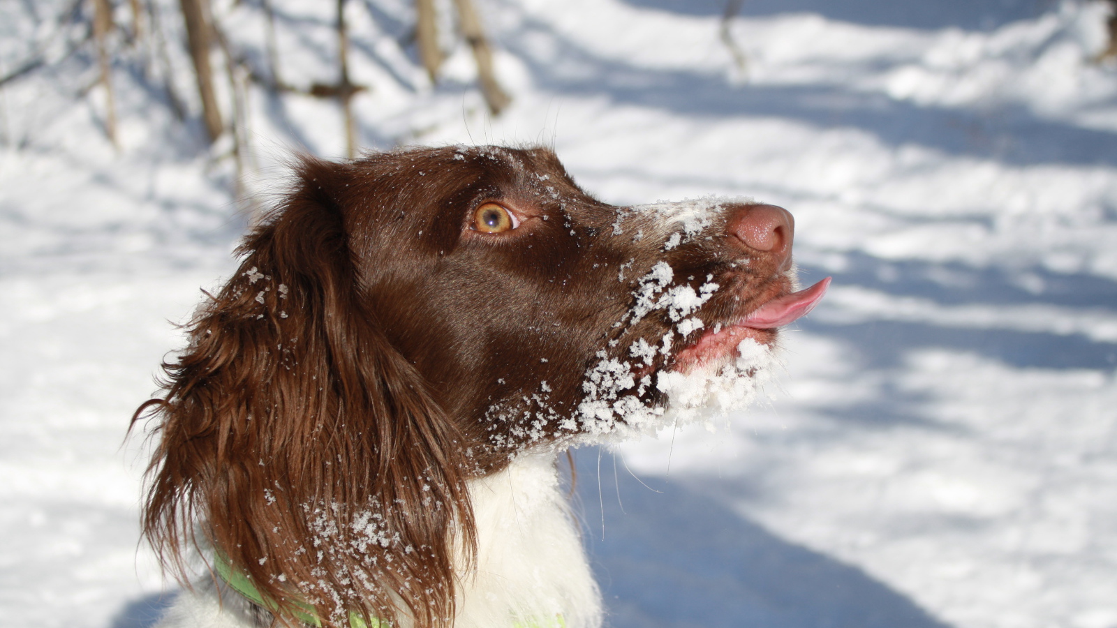 Английский спрингер-спаниель в снегу крупным планом