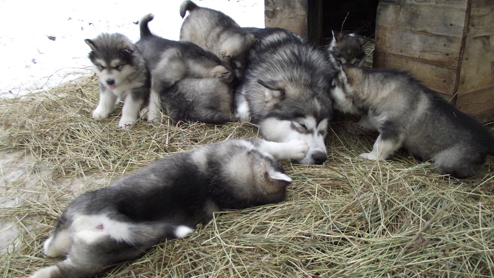 Семья аляскинских маламутов