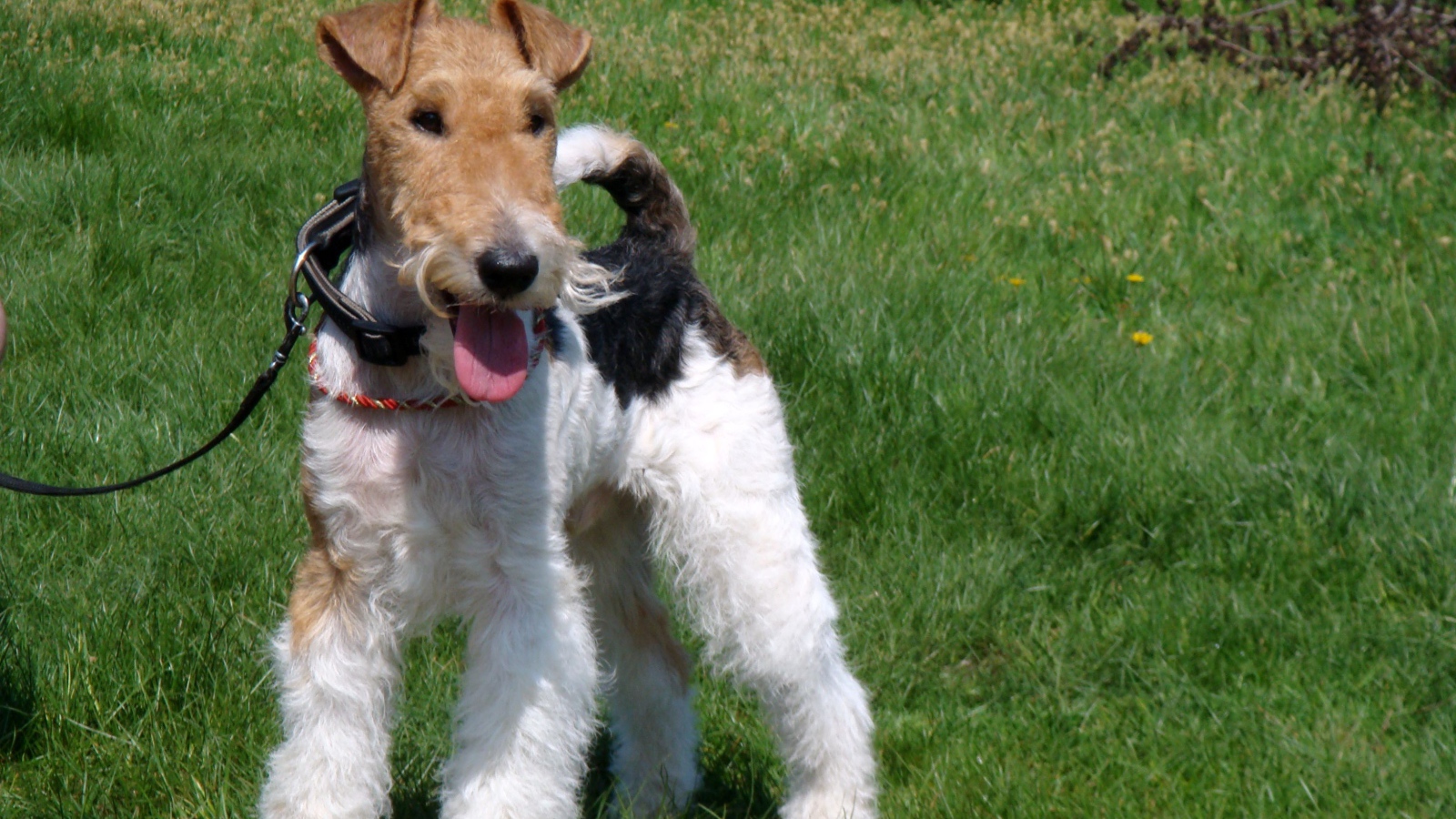 Fox terrier is on the grass