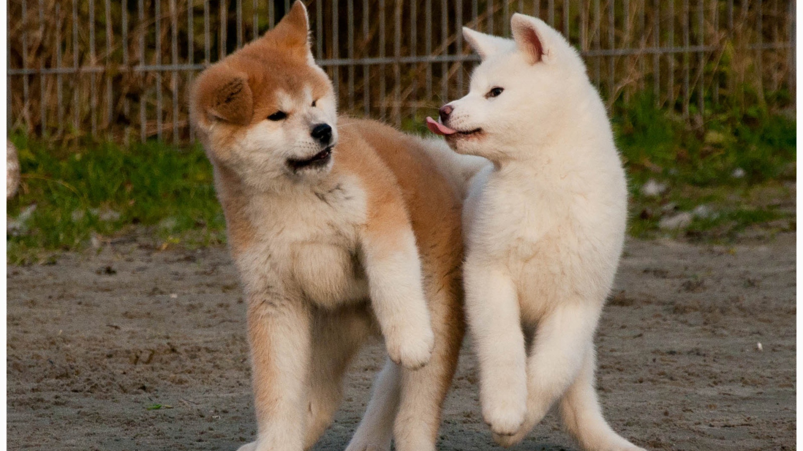 Смешные щенки акита-ину