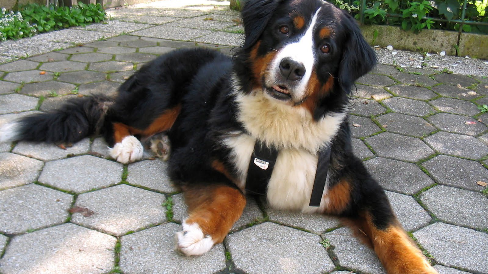 Смешная бернская пастушья собака