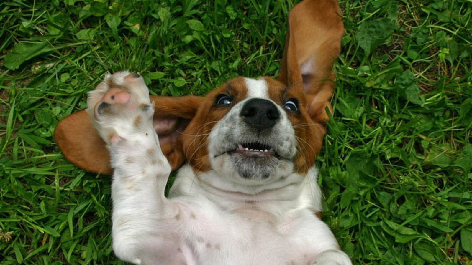 Смешной бассет-хаунд на траве