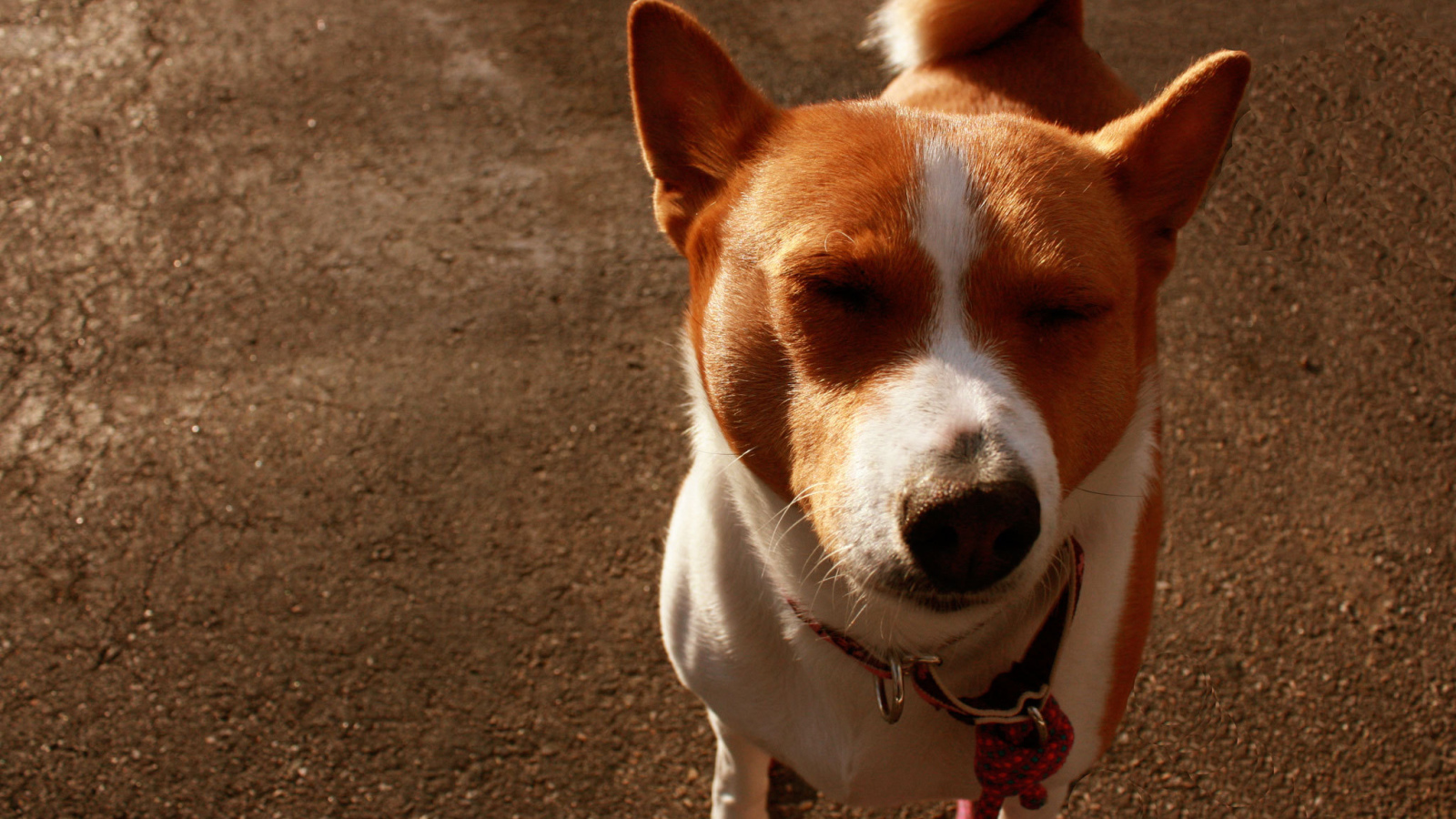 Смешная собака породы басенджи
