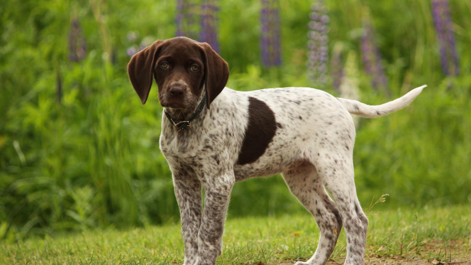 Немецкий щенок Пойнтер в лесу