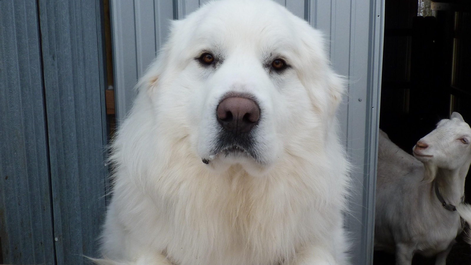 Большая пиренейская собака и коза