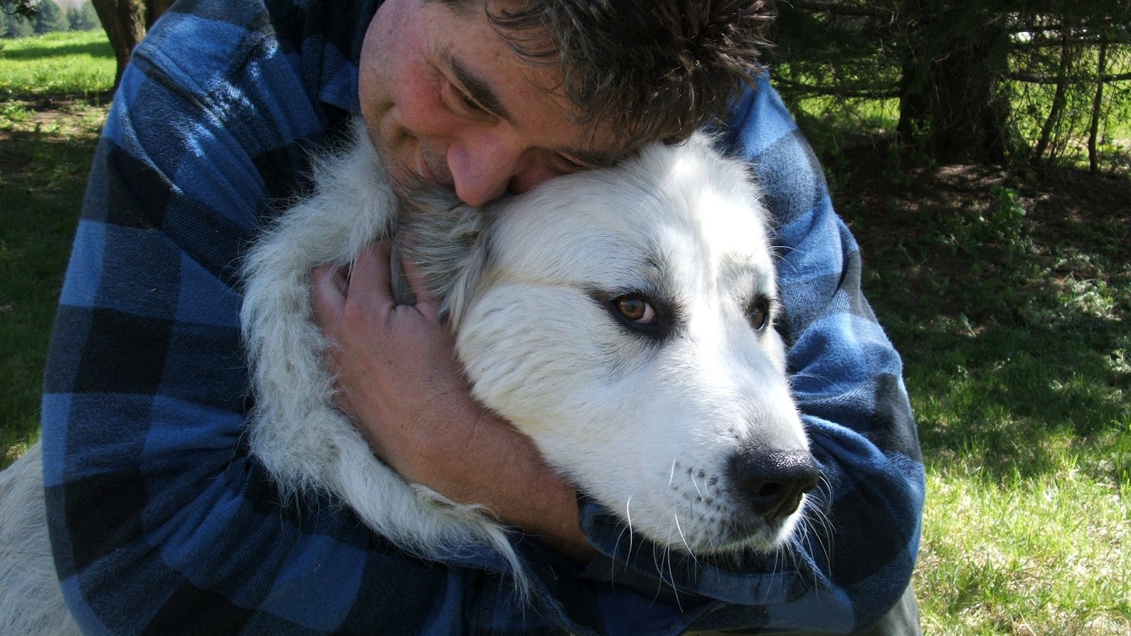 Большая пиренейская собака и любящий хозяин