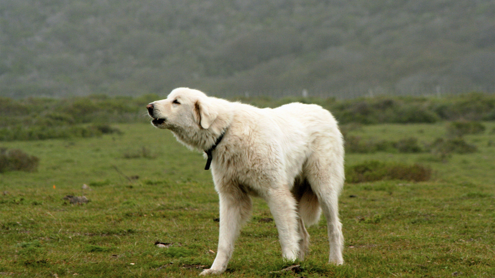 Большая пиренейская собака лает в поле