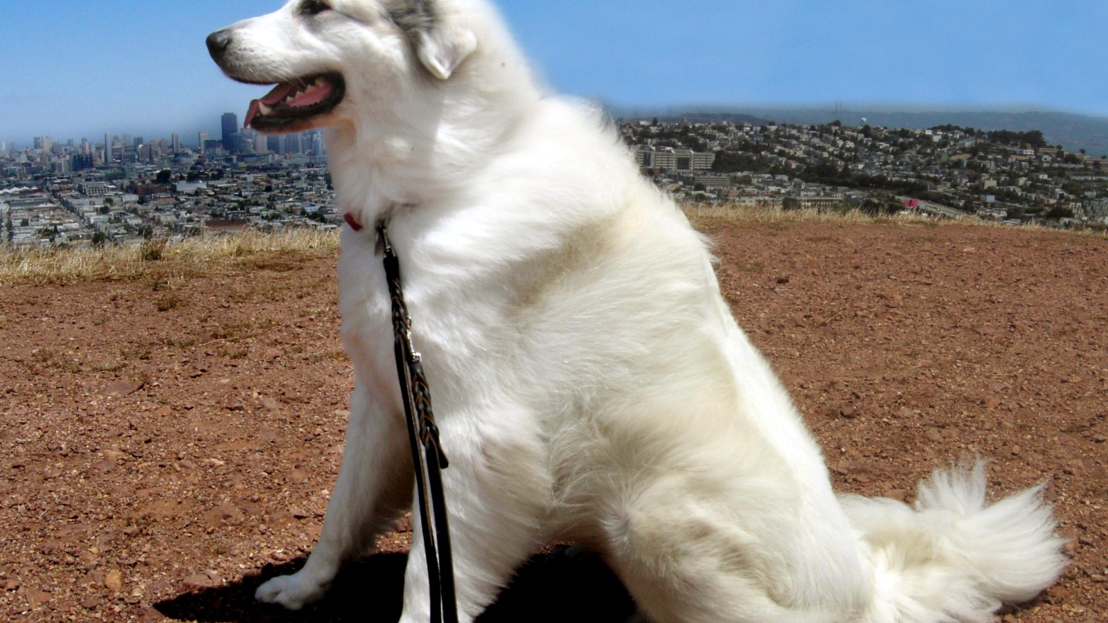 Большая пиренейская собака на фоне города