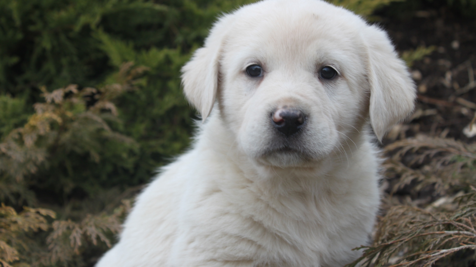 Щенок большой пиренейской собаки в кустарнике