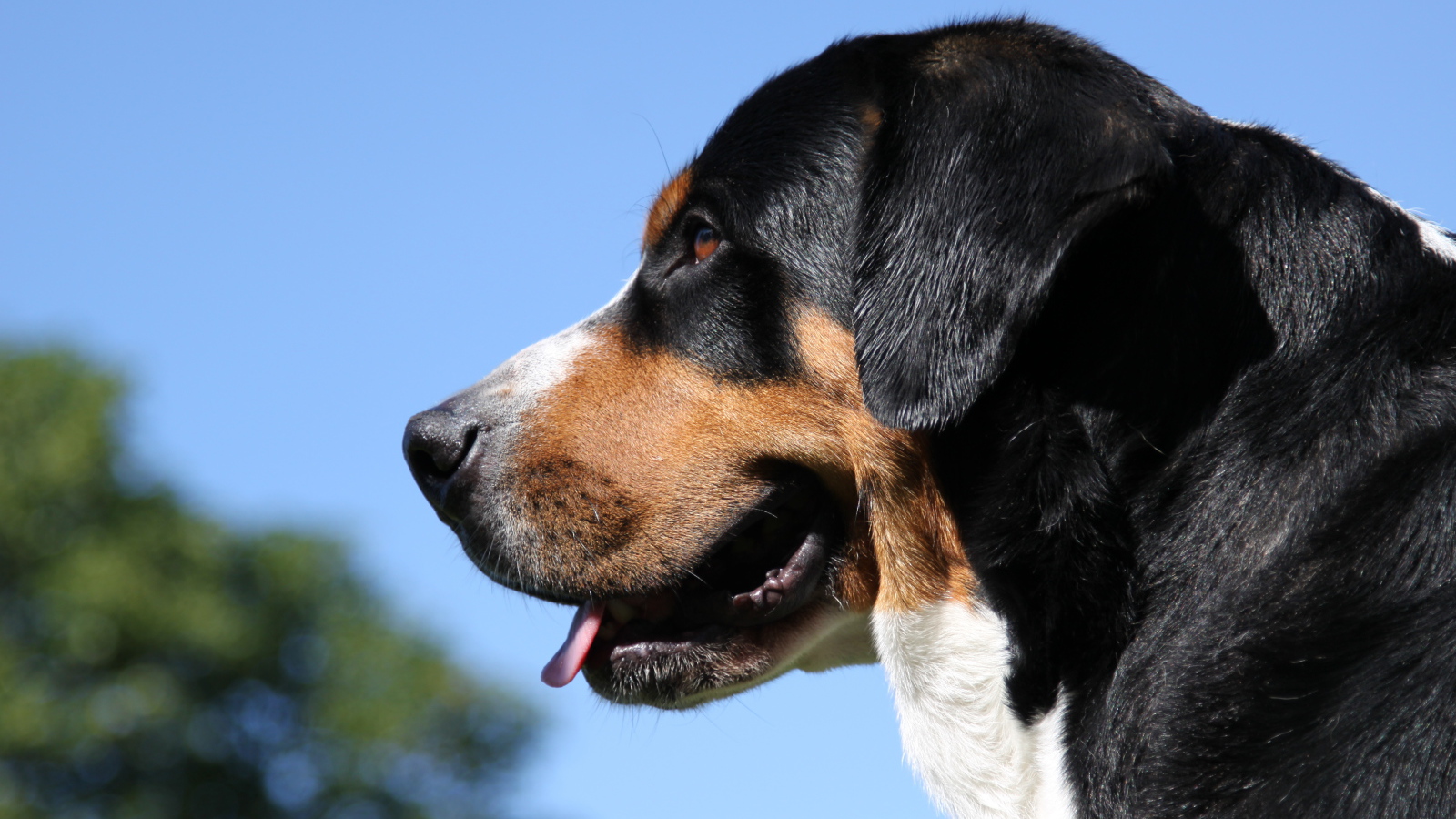 Большой швейцарский зенненхунд на фоне неба
