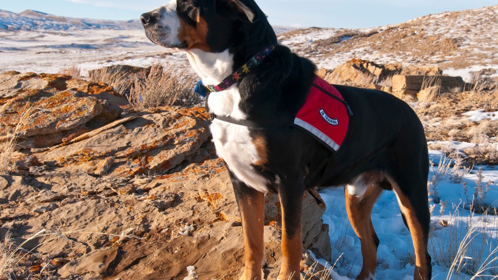 Большой швейцарский зенненхунд на заснеженных скалах