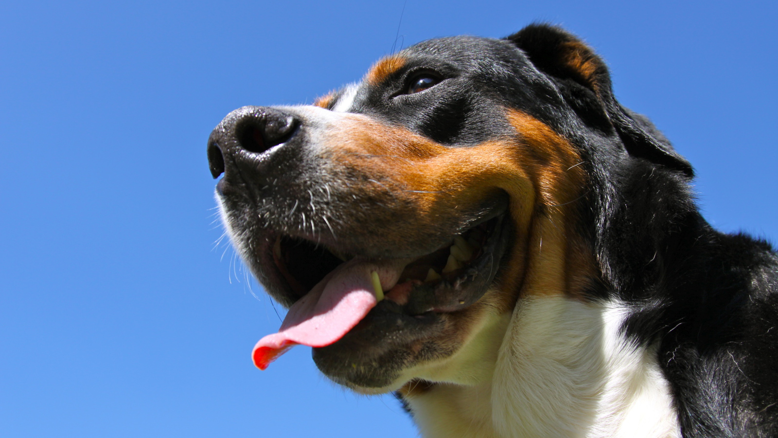 Большой швейцарский зенненхунд улыбается на фоне неба