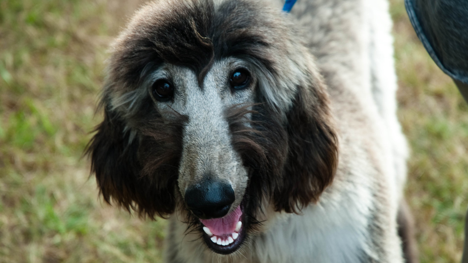 Серая афганская борзая