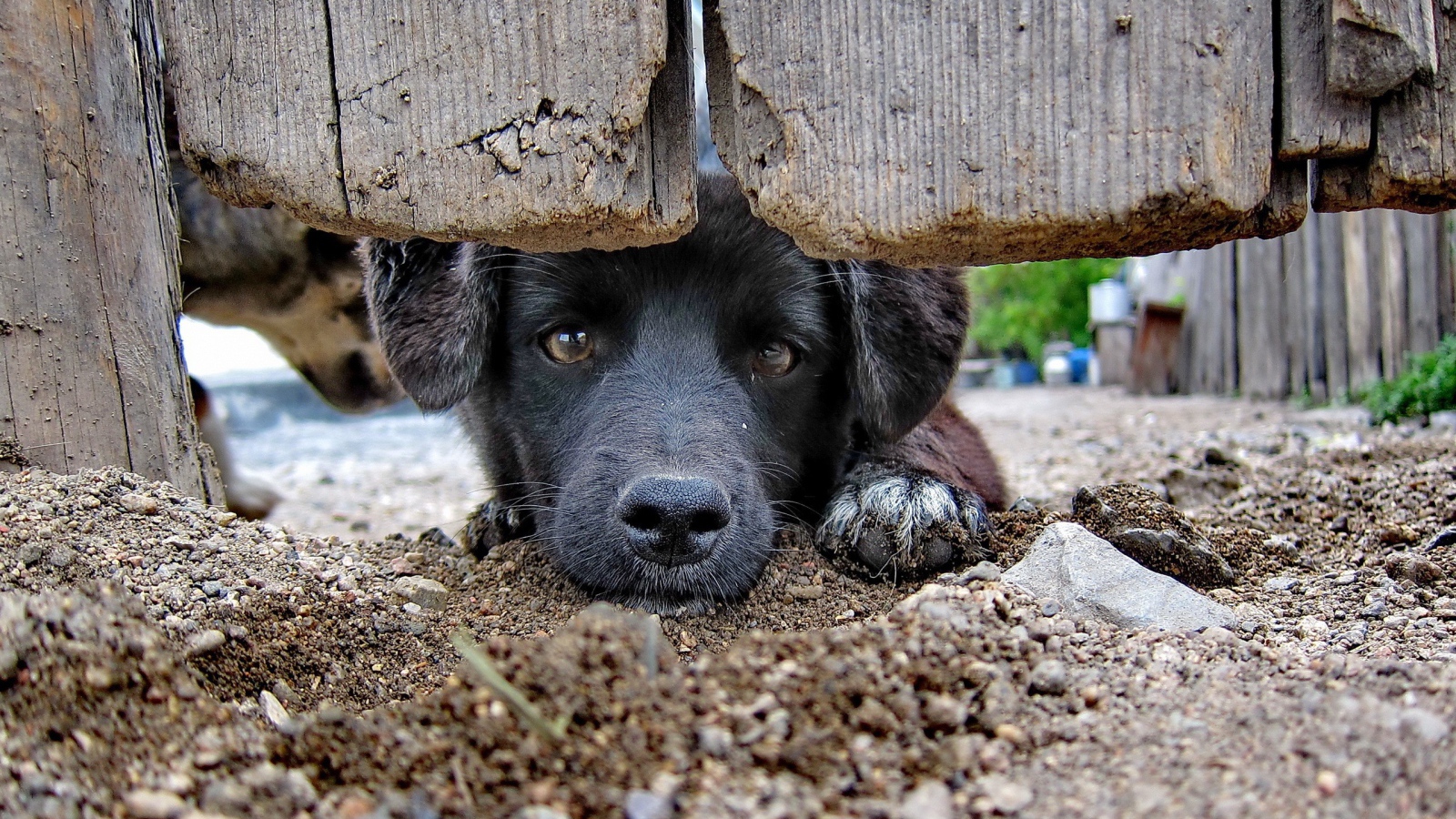 Охранник дома