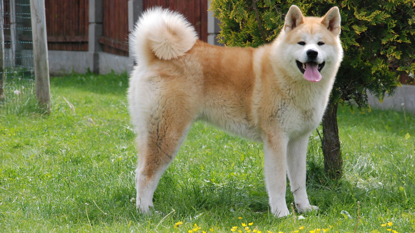 Счастливая акита-ину