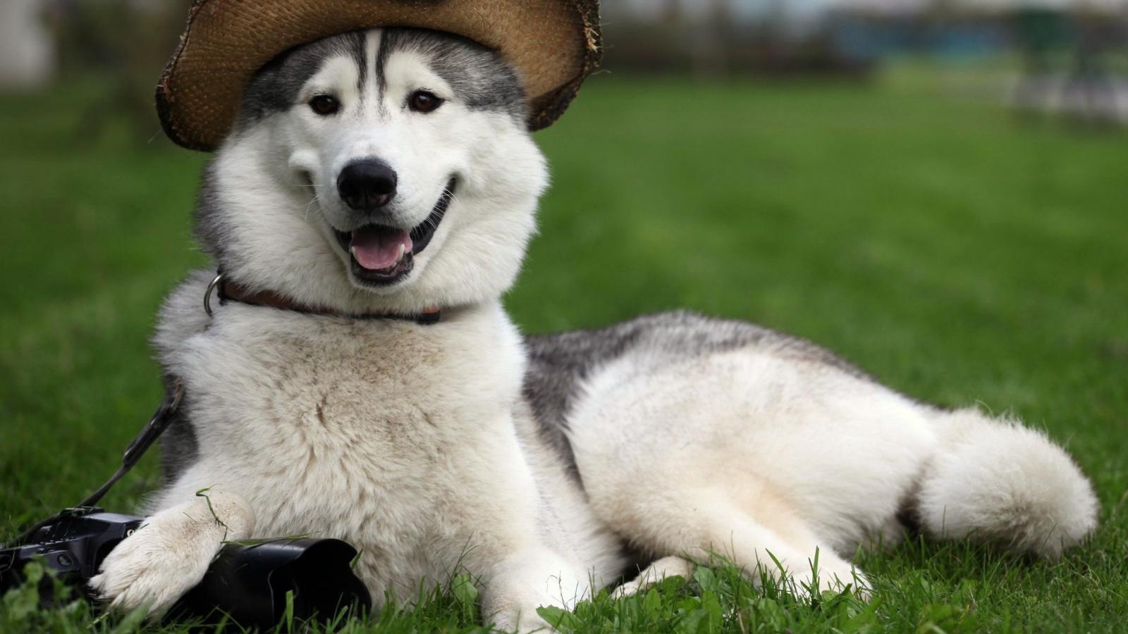 Счастливый аляскинский маламут в шляпе