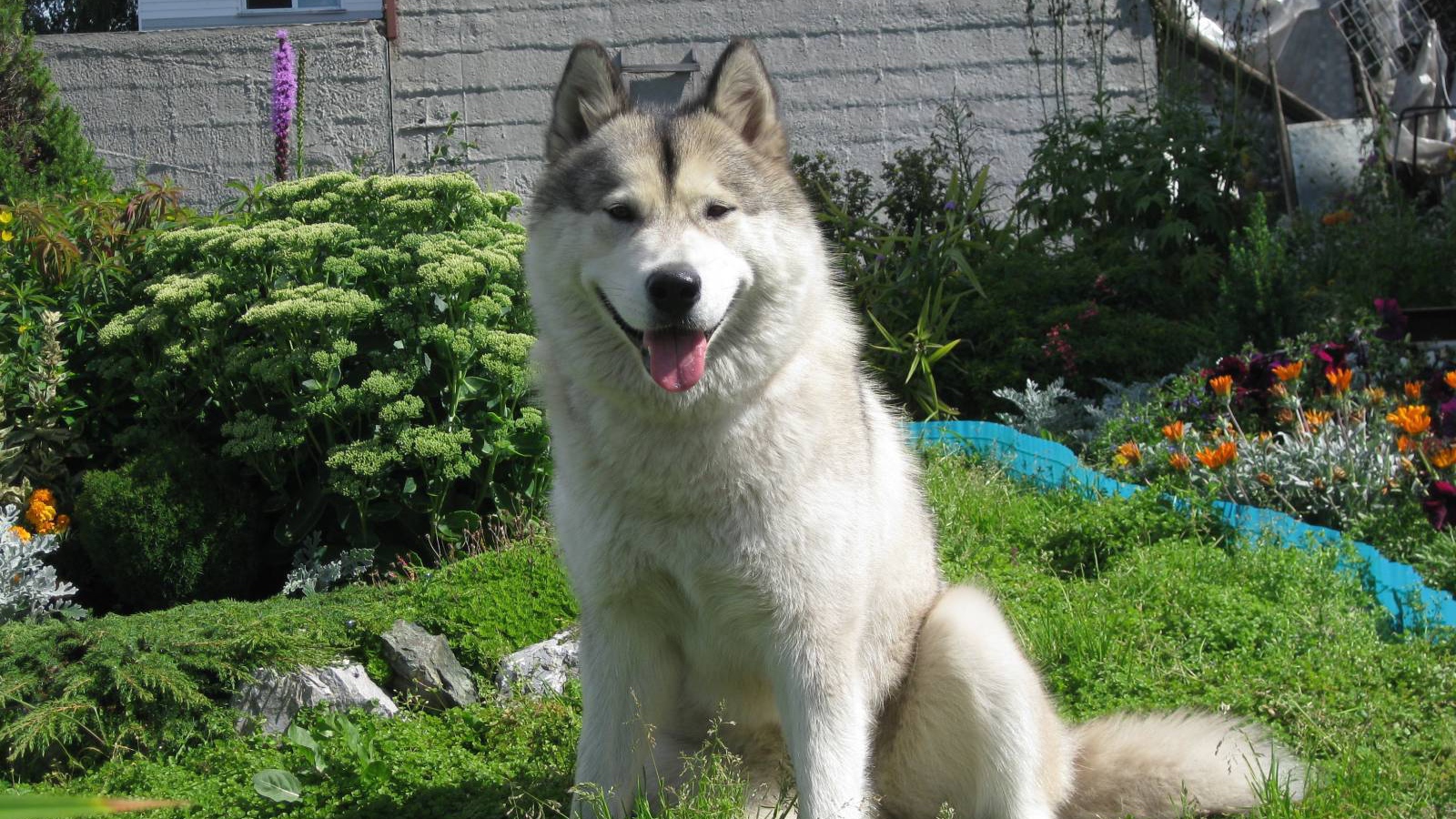 Счастливый аляскинский маламут на хуторе