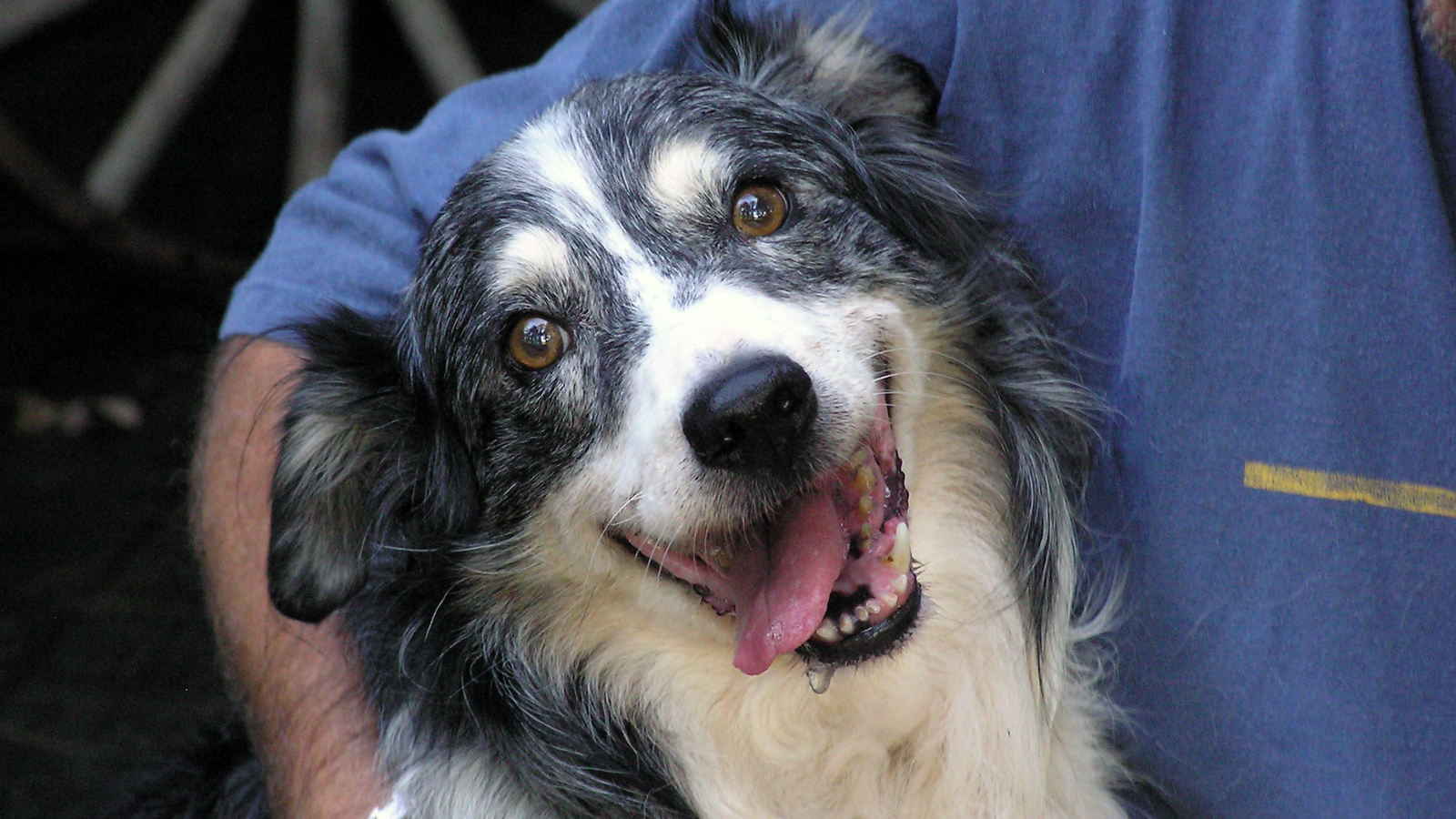 Счастливая австралийская овчарка с хозяином