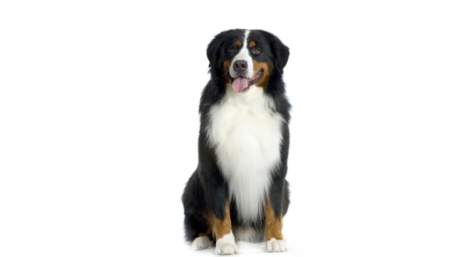 Счастливая бернская пастушья собака на белом фоне