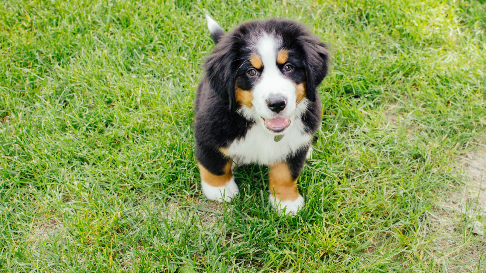 Счастливый щенок бернской пастушьей собаки смотрит на фотографа