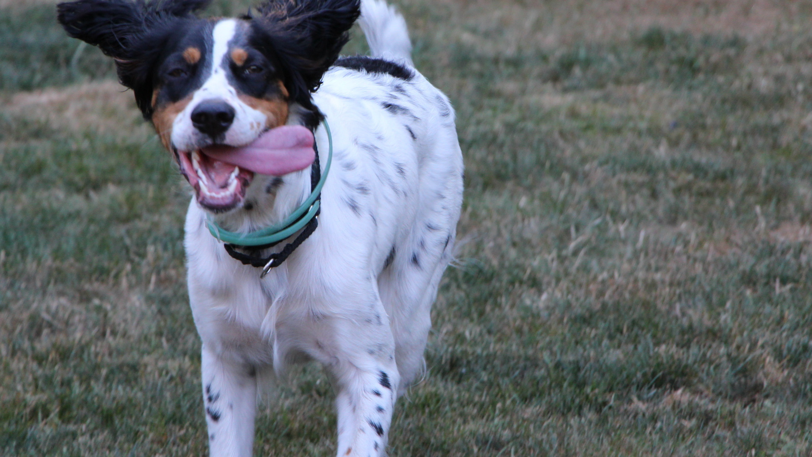 Счастливый английский сеттер бежит к хозяину