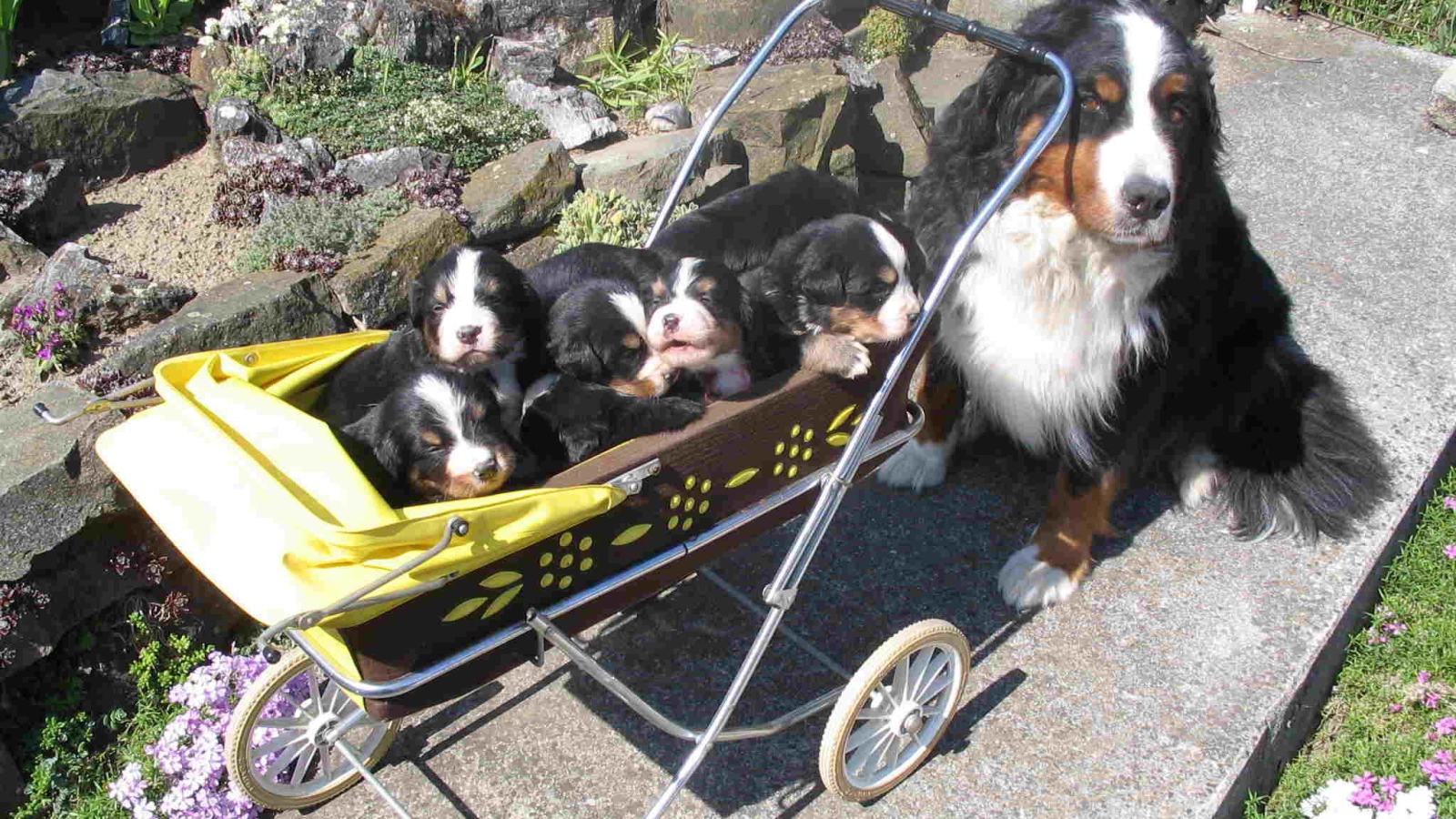 Счастливые щенки бернской пастушьей собаки с мамой
