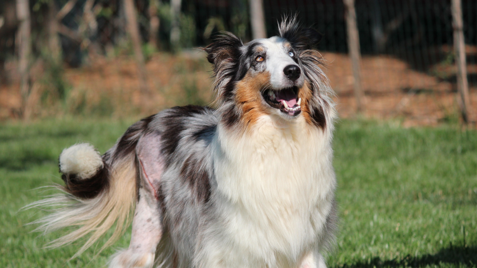 Счастливая собака породы шелти