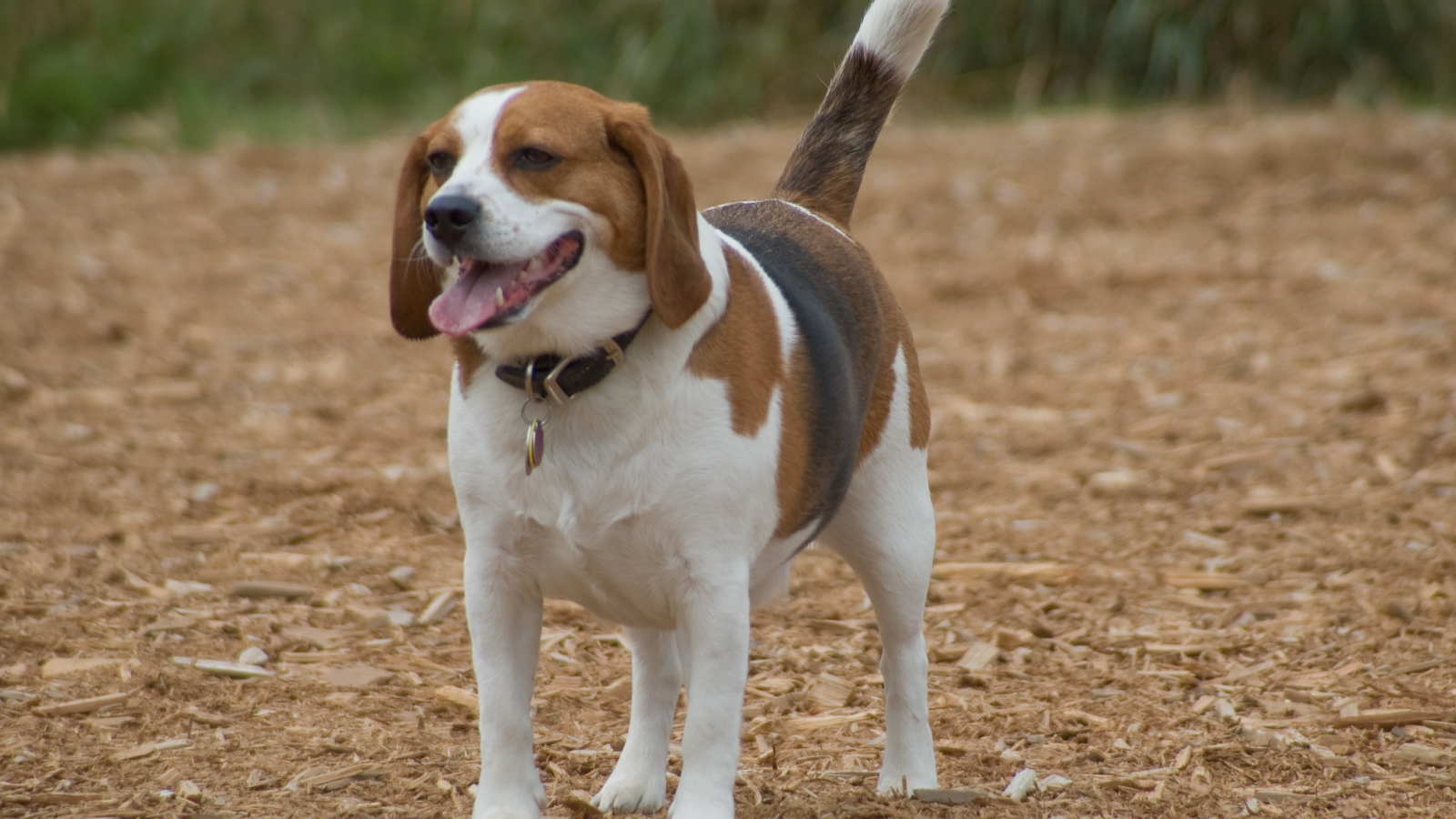 Счастливая собака породы бигль