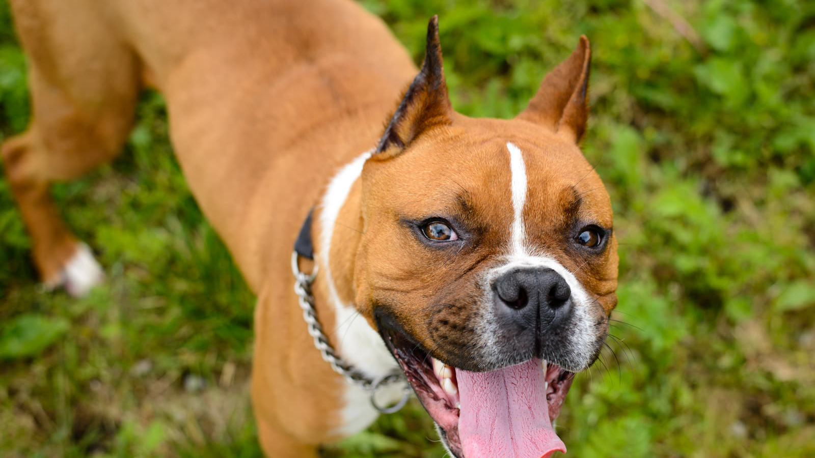 Счастливый боксёр любит фотографироваться