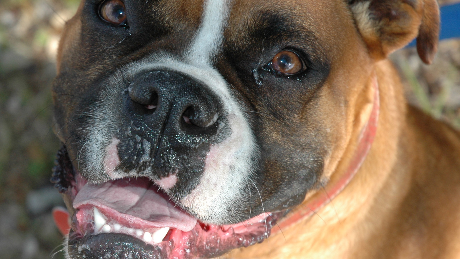 Счастливый боксёр смотрит на фотографа