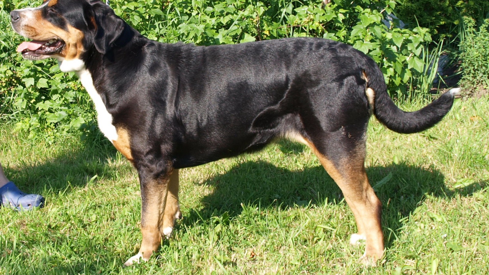 Счастливый большой швейцарский зенненхунд на фоне кустов