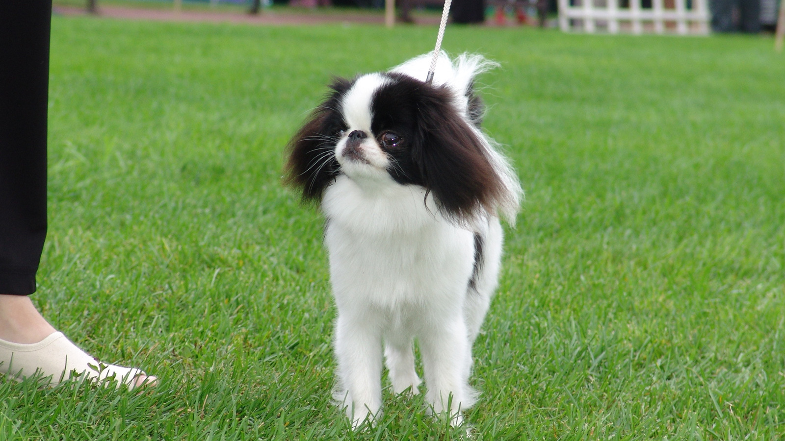 Японский хин на собачьей выставке