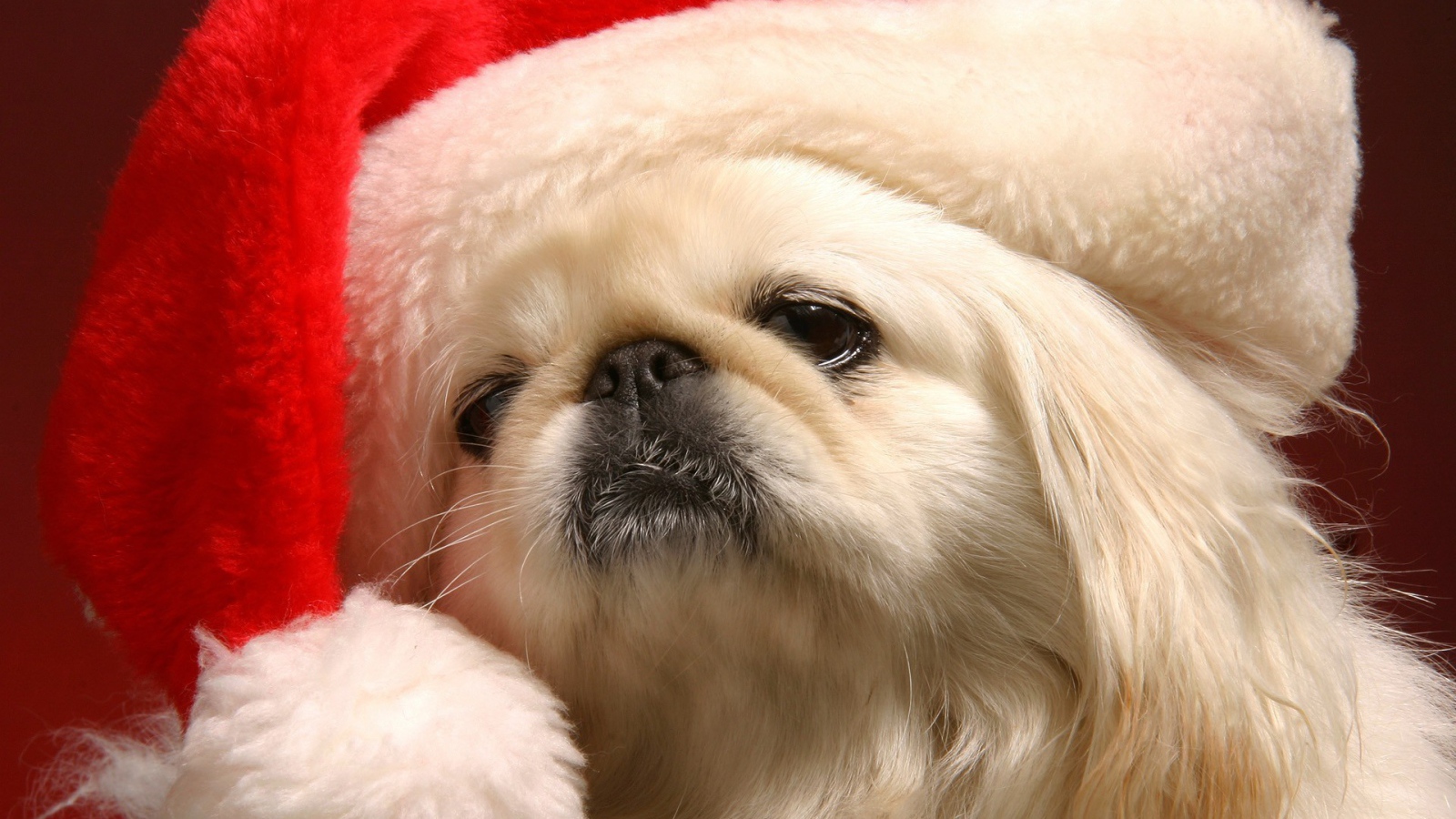 Японский хин в шапке Деда Мороза