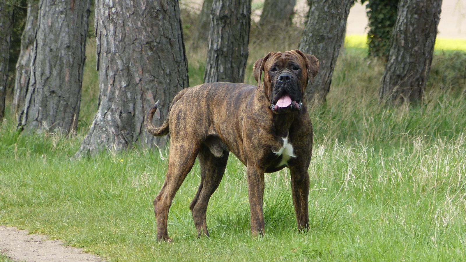 Large boxer on a walk