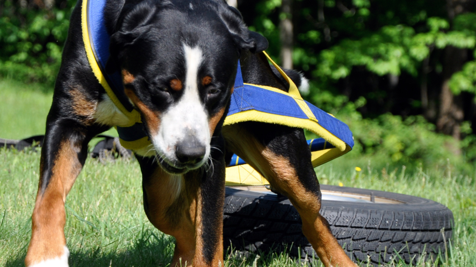 Ленивый большой швейцарский зенненхунд