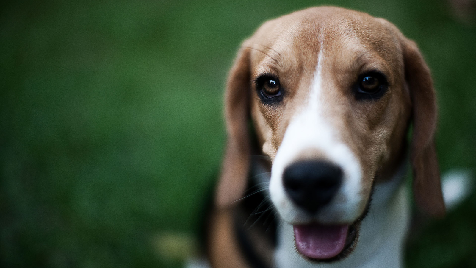 Маленький милый Грейхаунд