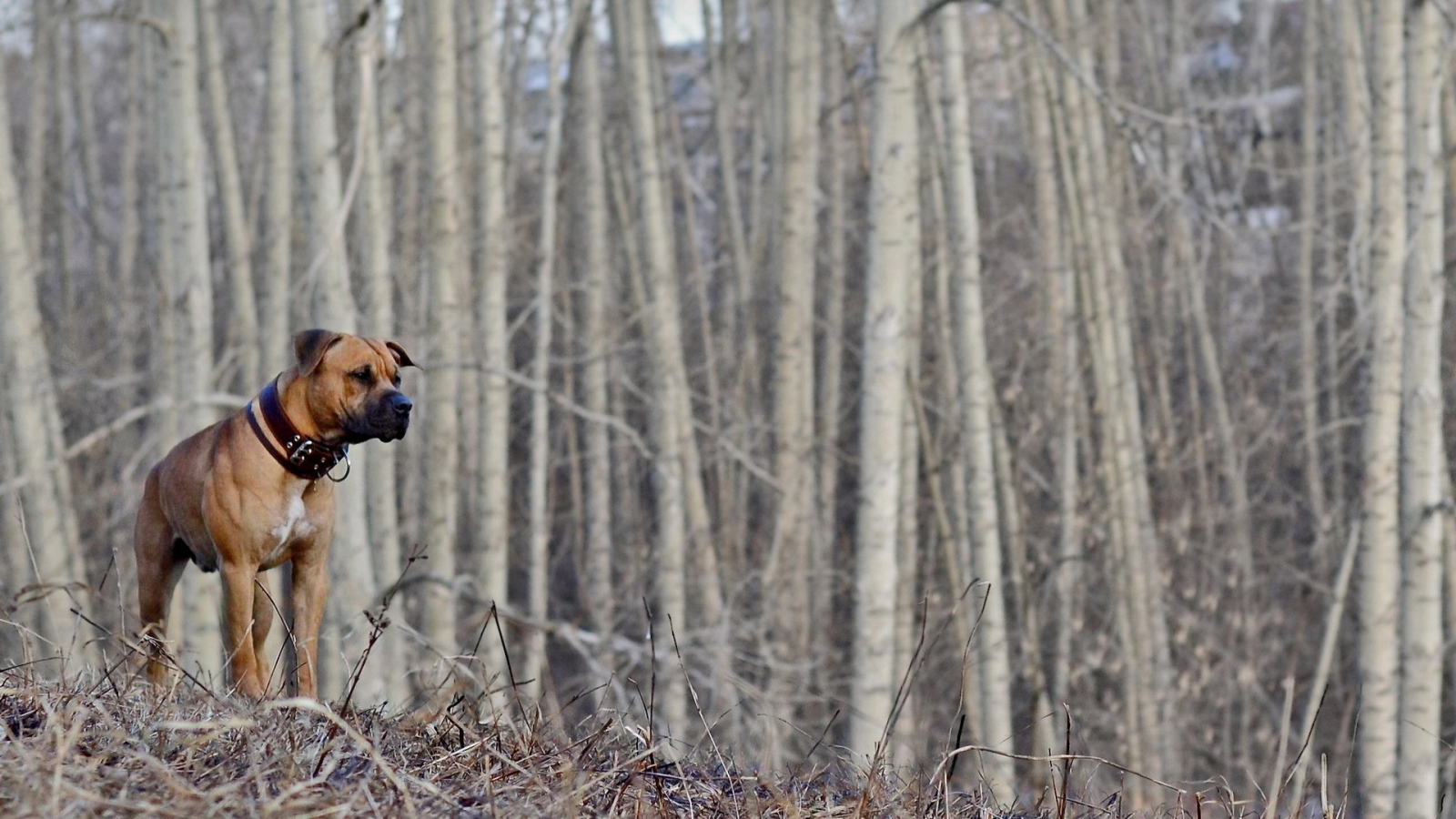 Одинокий боксёр в пустом лесу