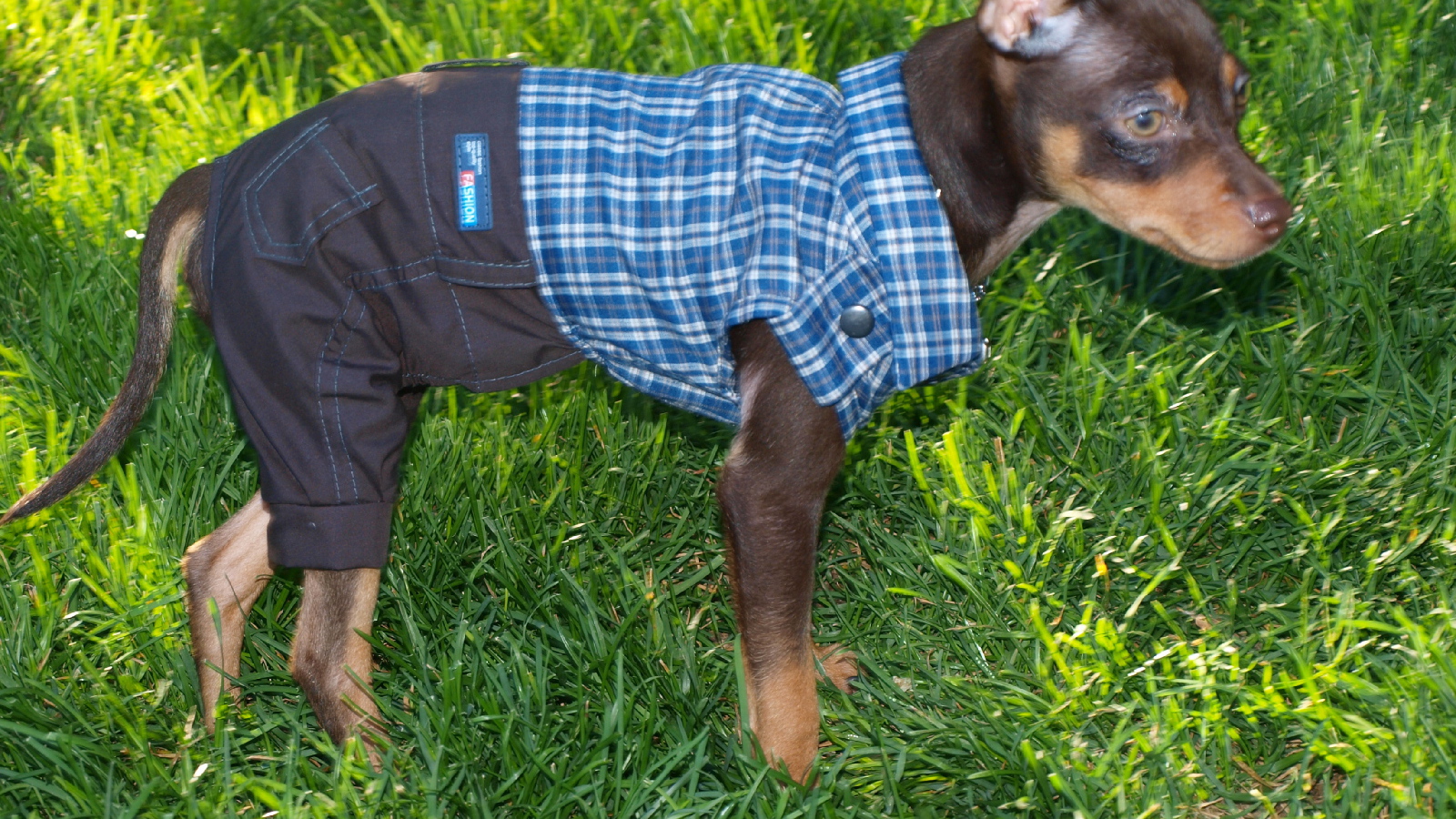 Карликовый пинчер одетый как мальчик