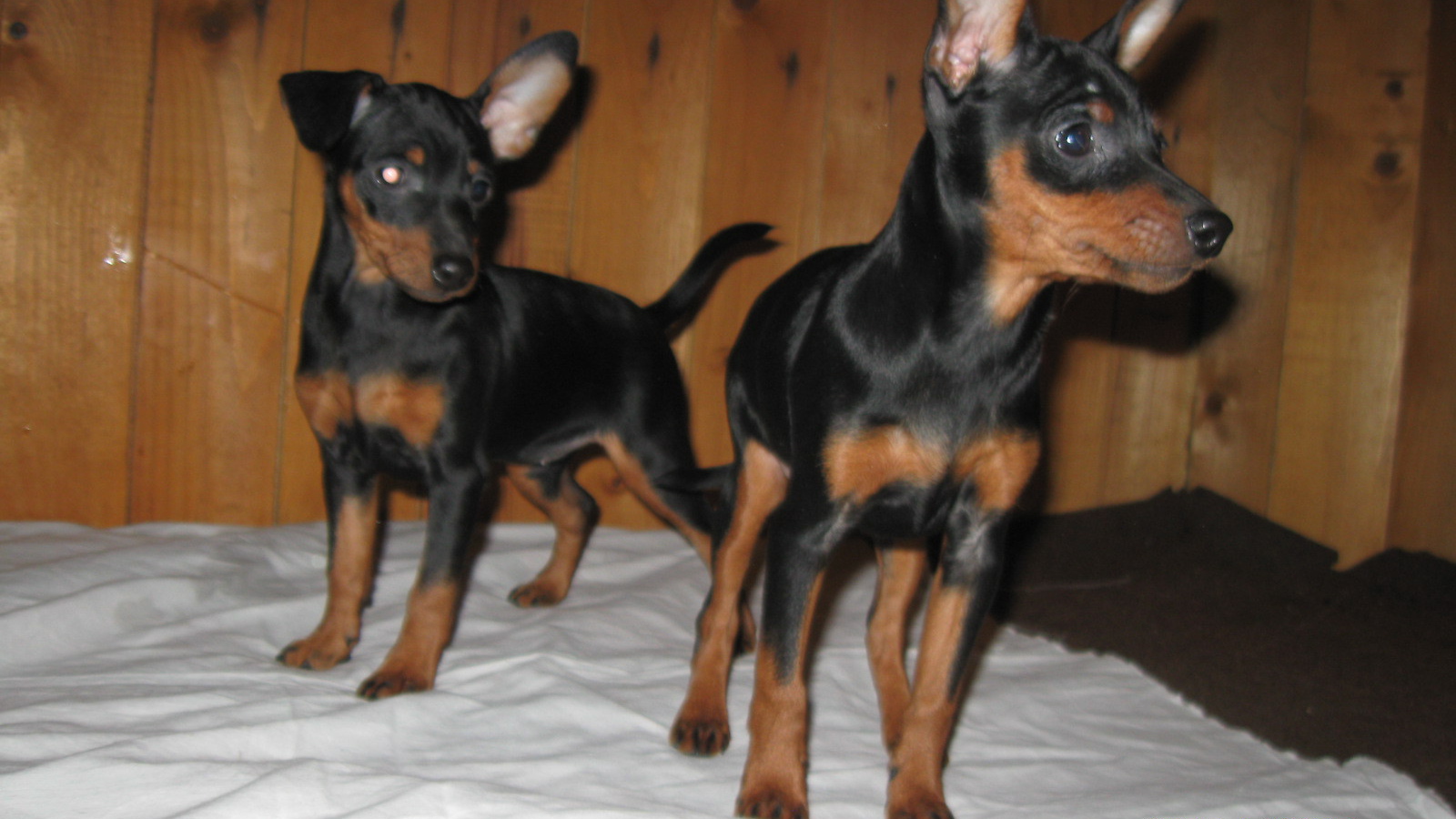 Миниатюрные пинчеры на кровати