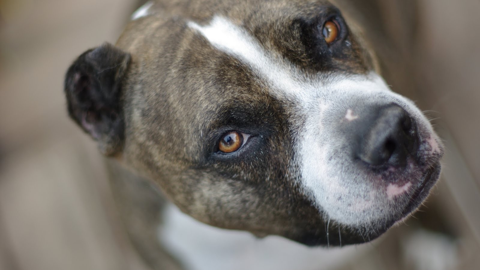 Питбуль, умный взгляд