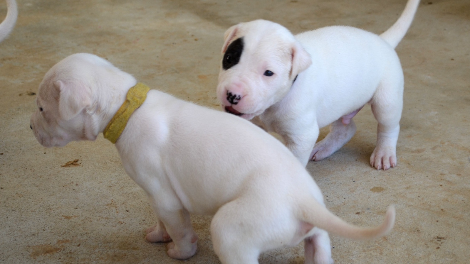 Игривые щенки аргентинского дога