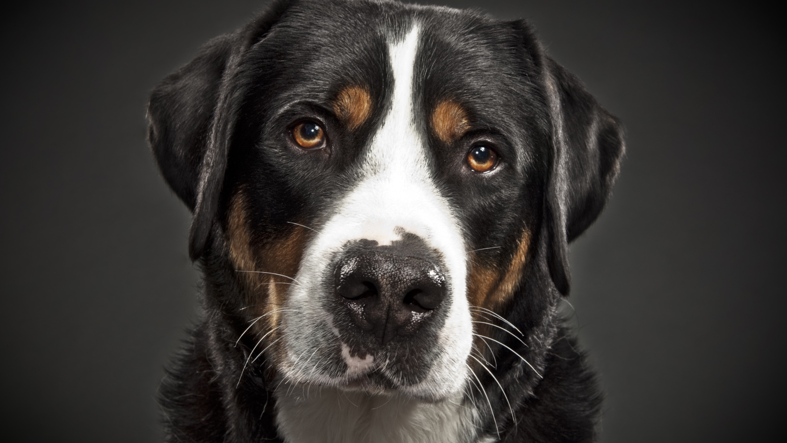 Портрет большого швейцарского зенненхунда