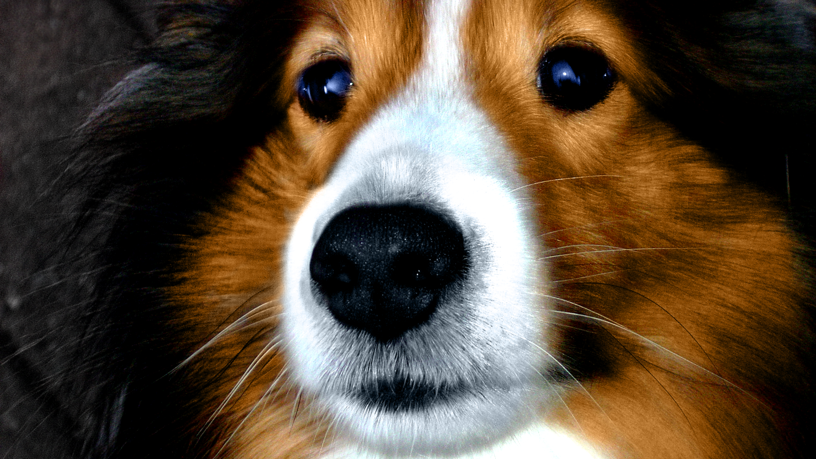Portrait of a cute breed dog sheltie