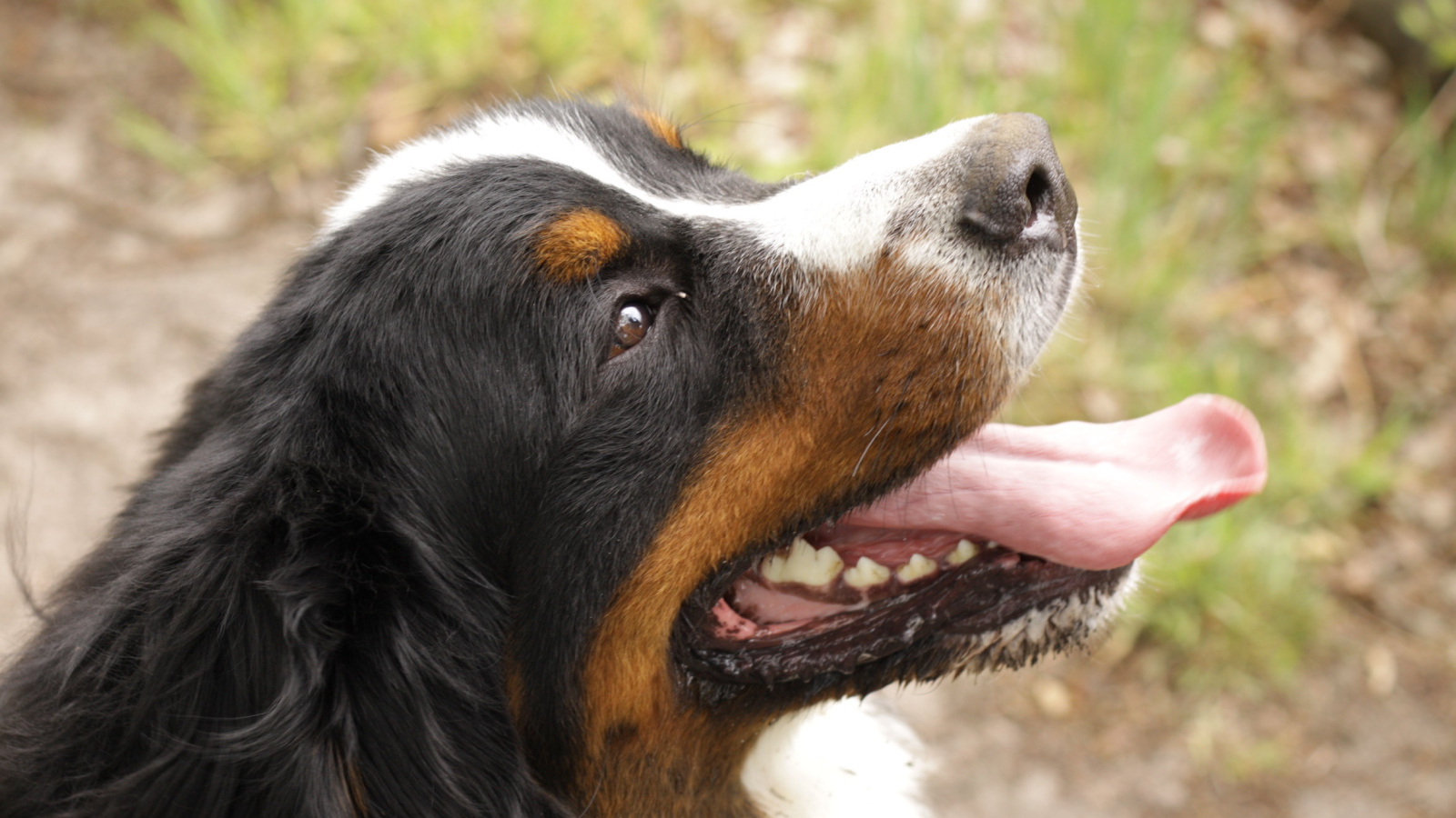 Портрет счастливой бернской пастушьей собаки